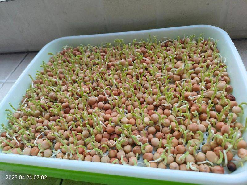 No potato bean cutting techniques