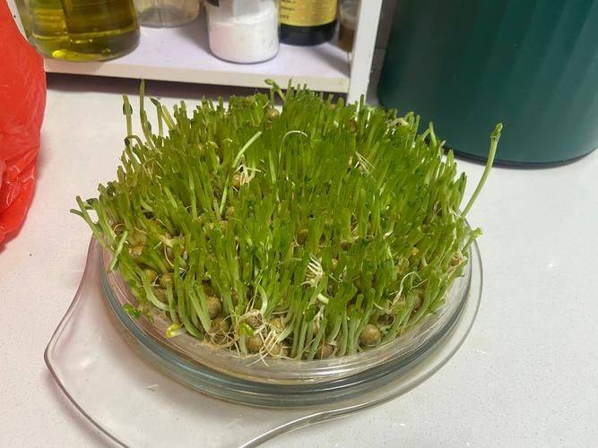 No potato bean cutting techniques