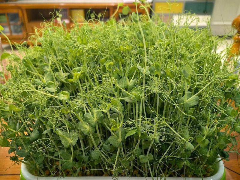 No potato bean cutting techniques