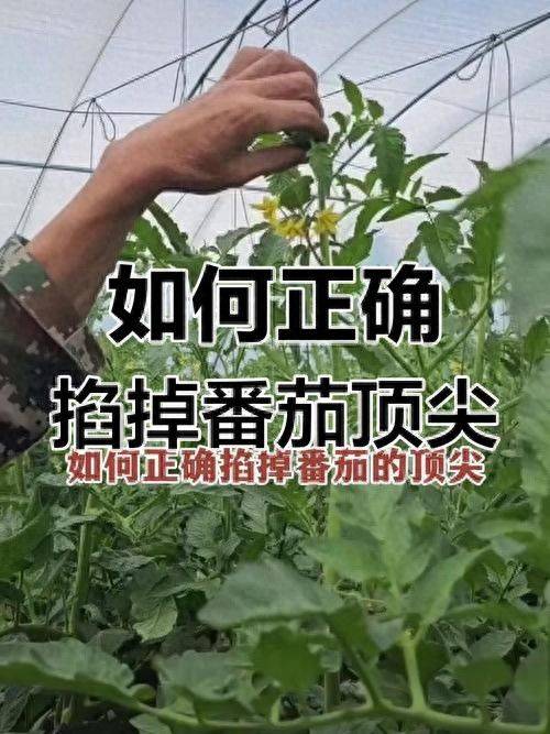 Winter tomato cultivation techniques