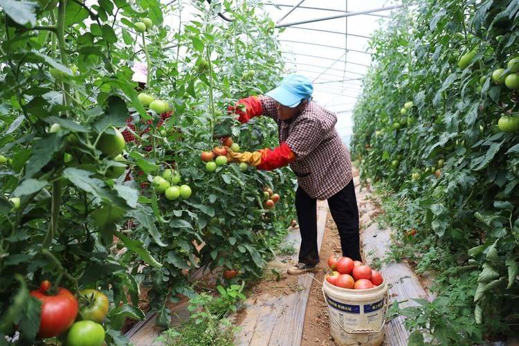 Winter tomato cultivation techniques