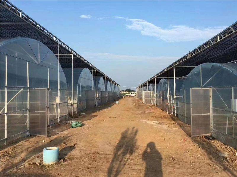 温室西瓜种植技术