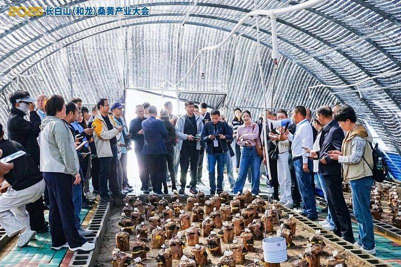 桑黄种植技术