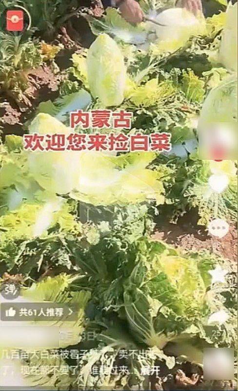 白菜的种植技术