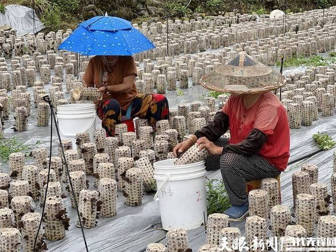 臭氧水在黑木耳种植技术中的应用