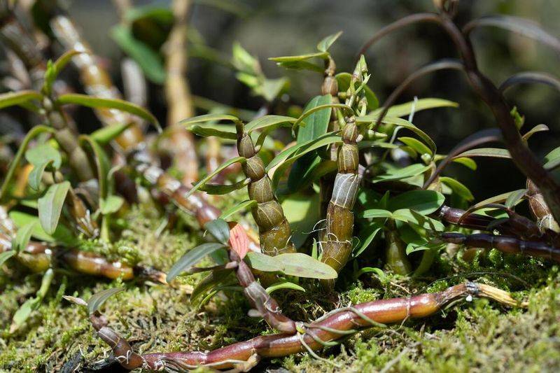 石斛家庭盆栽种植方法