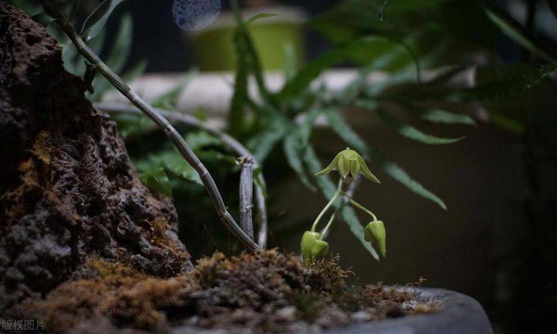石斛家庭盆栽种植方法