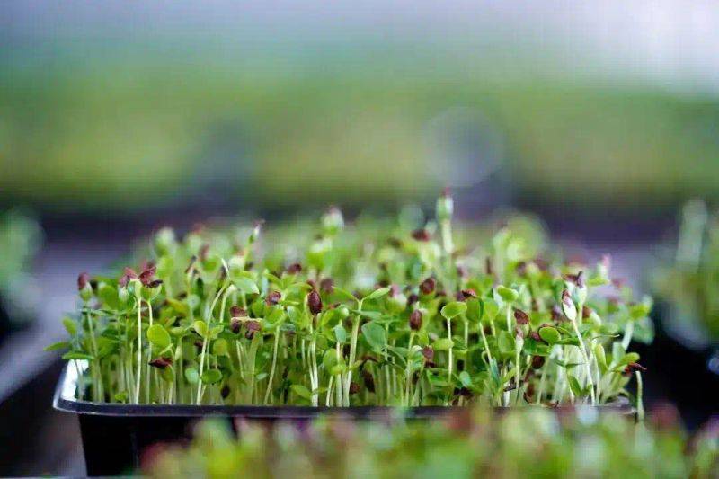 How green bean sprouts grow