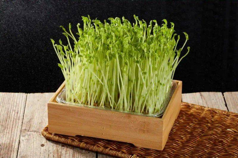 How green bean sprouts grow