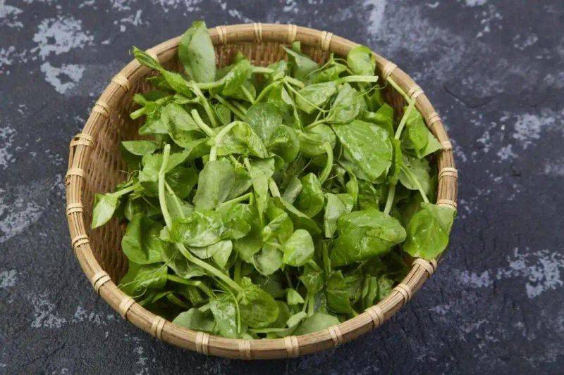 How green bean sprouts grow