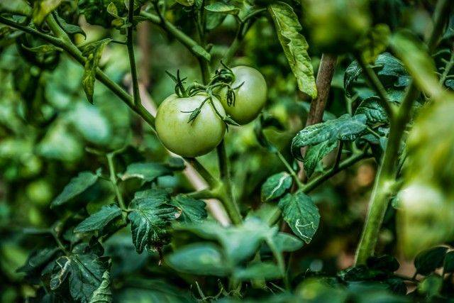 Winter tomato cultivation techniques