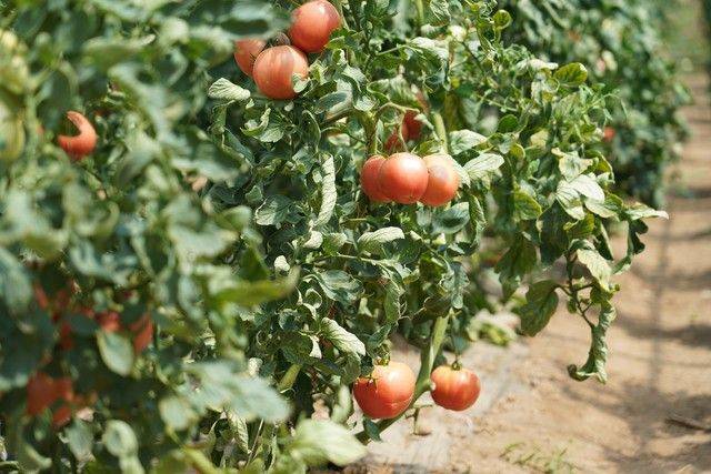 Winter tomato cultivation techniques