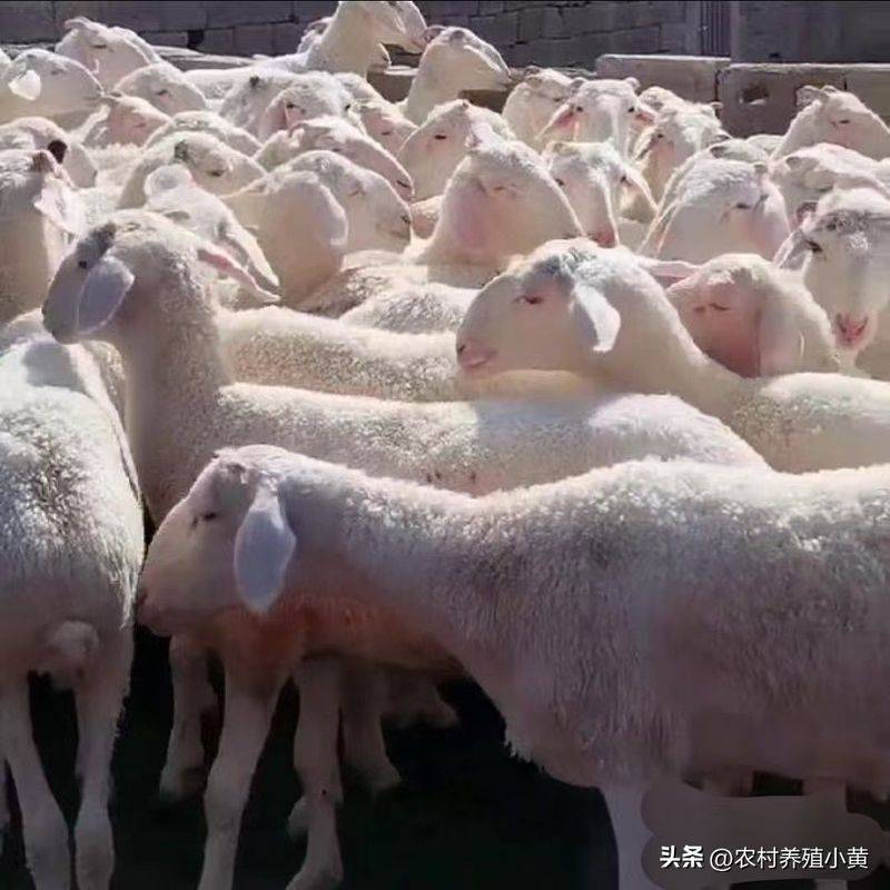 桑黄种植技术