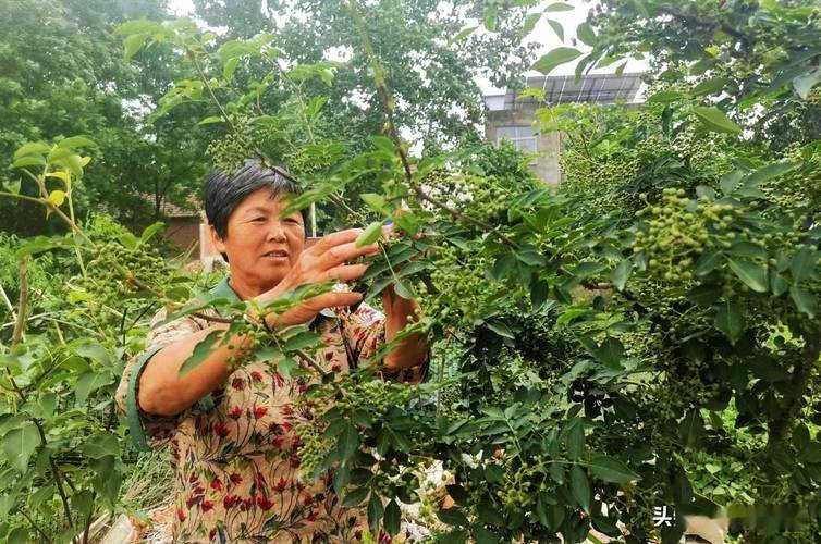 圣女果的种植方法