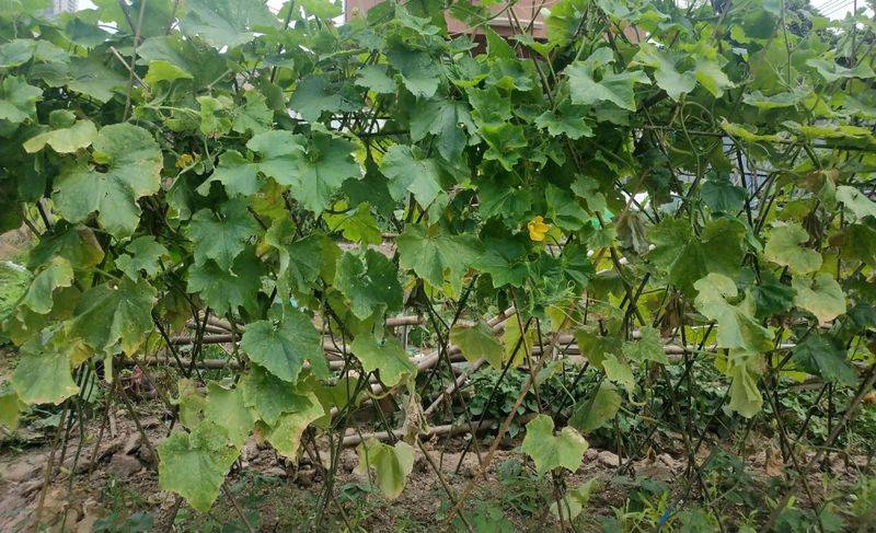 Cultivation methods