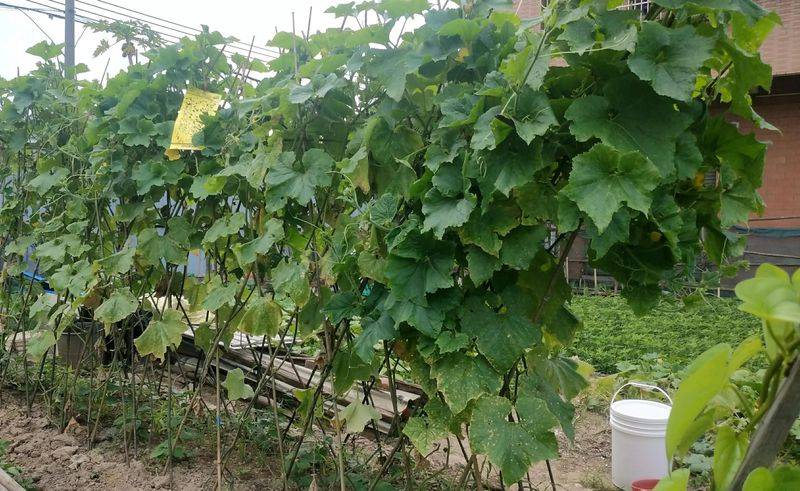 Cultivation methods