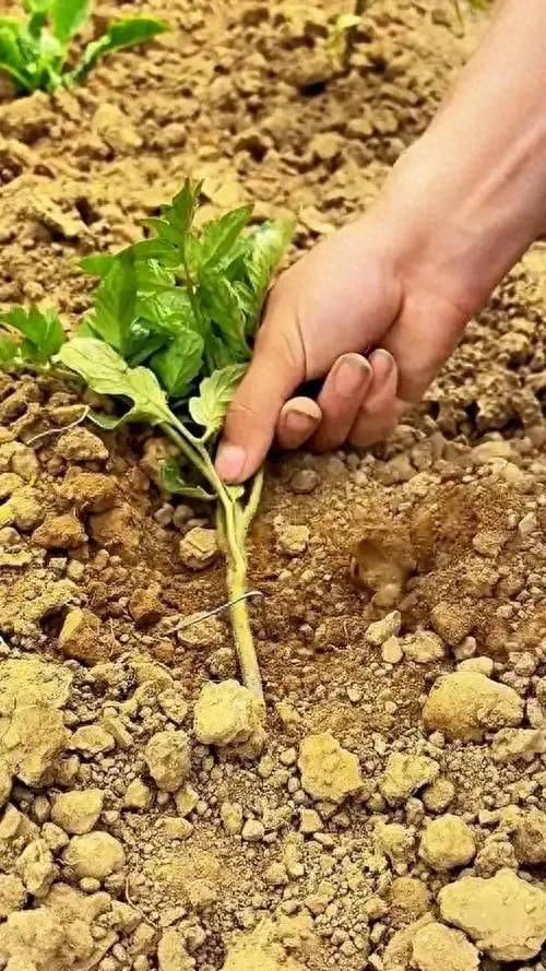Winter tomato cultivation techniques