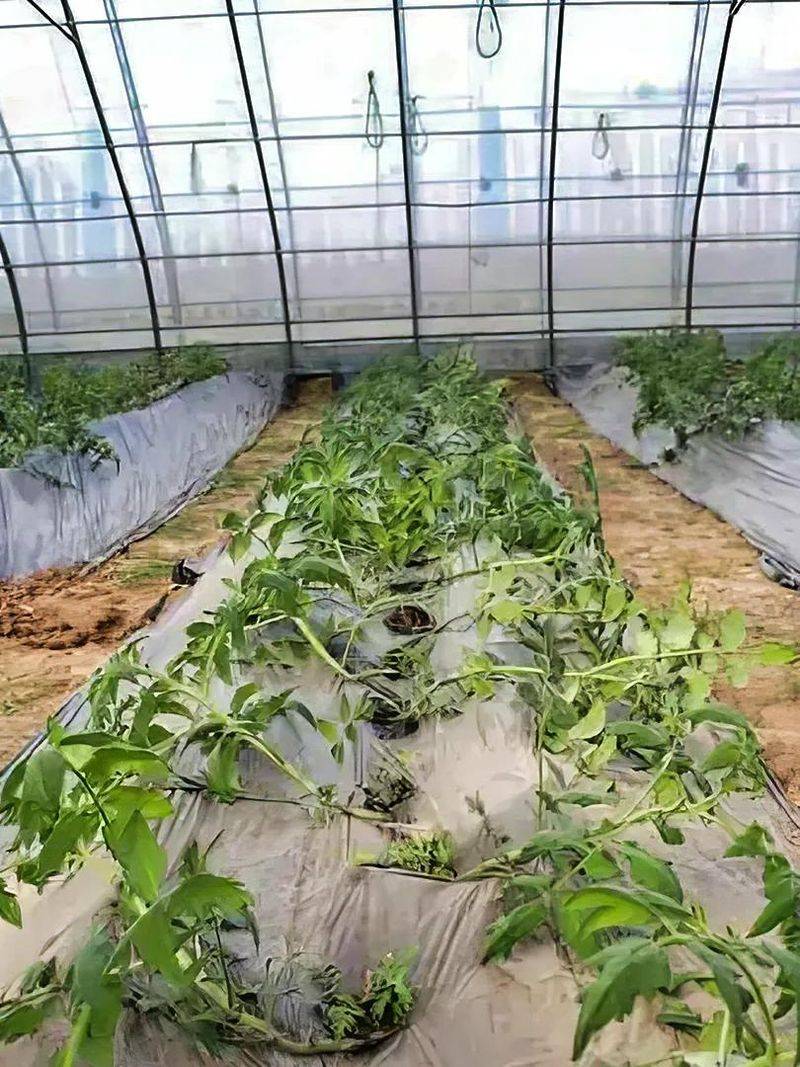 Winter tomato cultivation techniques