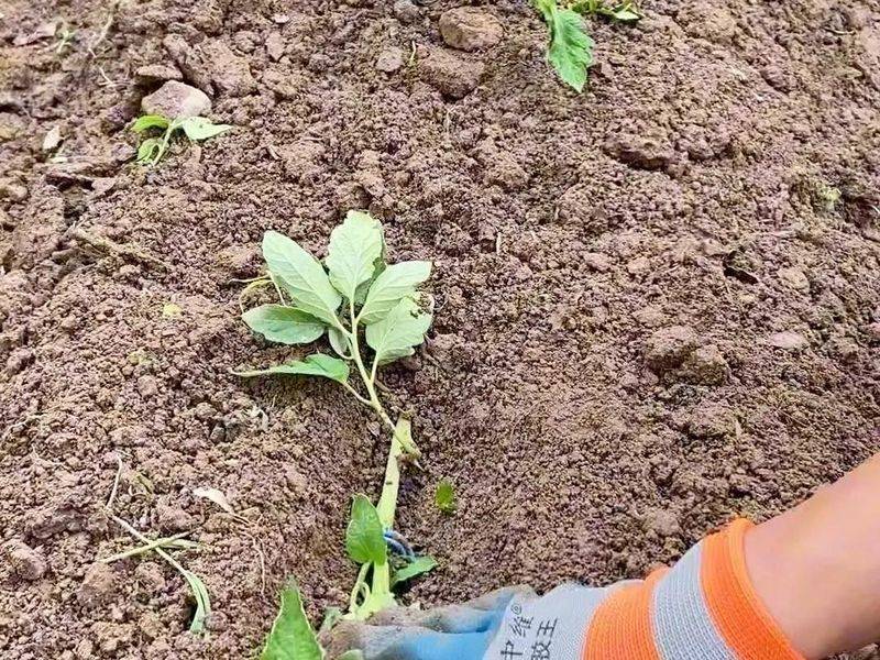 Winter tomato cultivation techniques