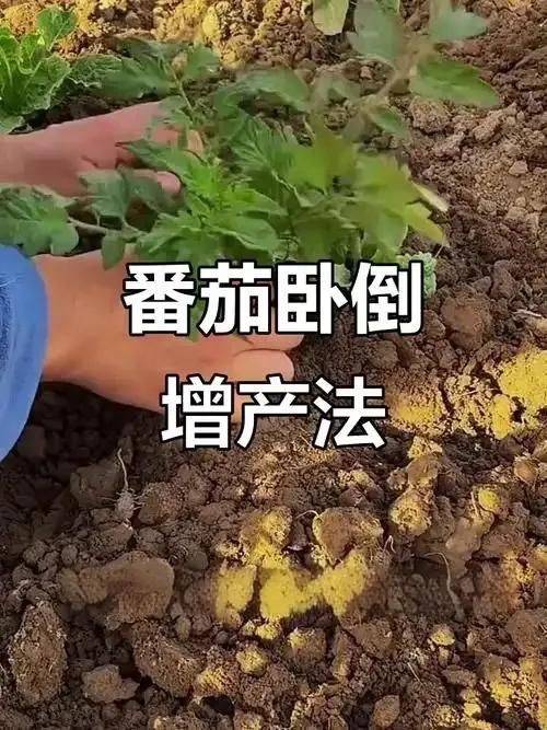 Winter tomato cultivation techniques