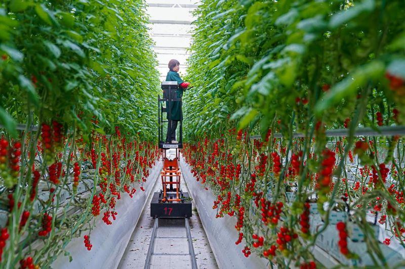 冬季西红柿种植技术