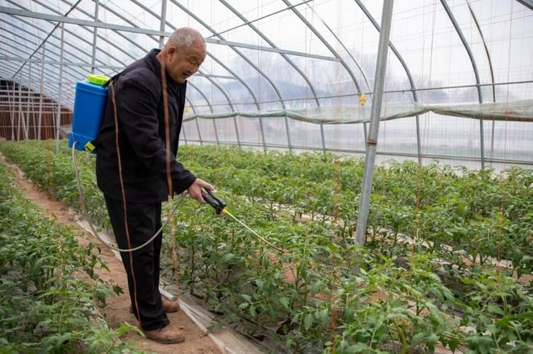 冬季西红柿种植技术
