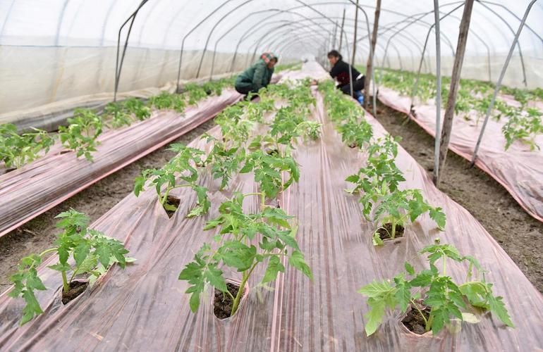 冬季西红柿种植技术