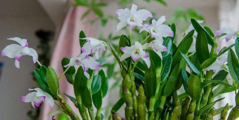 The method of family plant cultivation