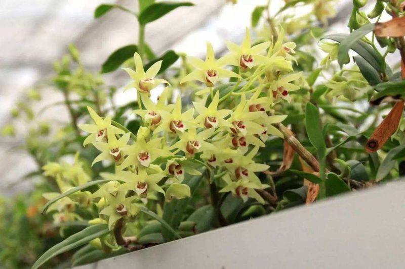 The method of family plant cultivation