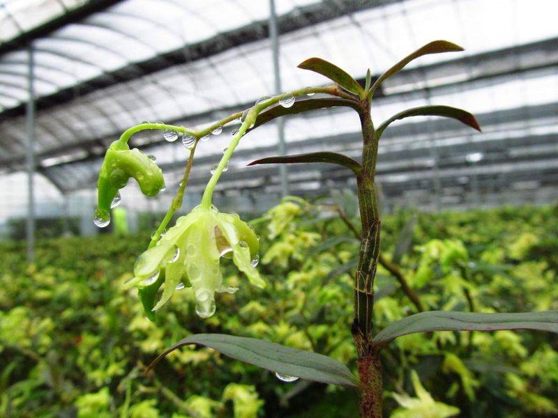 The method of family plant cultivation