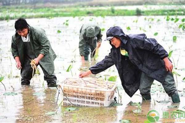Video of dryland lotus plantation technology