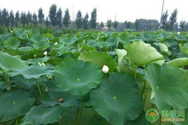 Video of dryland lotus plantation technology