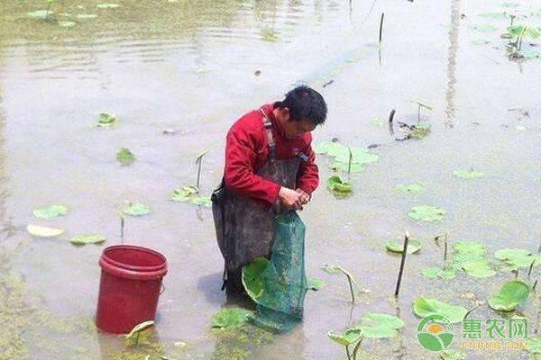 Video of dryland lotus plantation technology