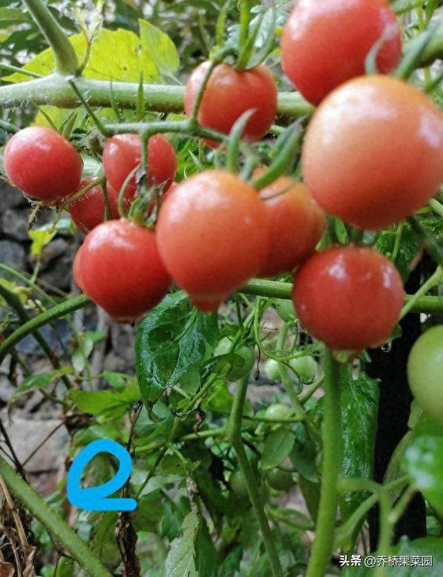 Winter tomato cultivation techniques