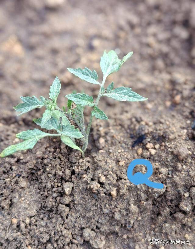 Winter tomato cultivation techniques