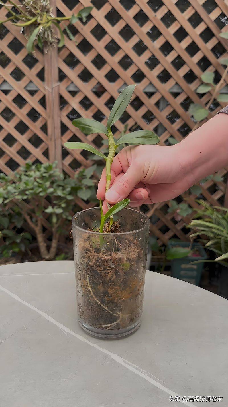 The method of family plant cultivation