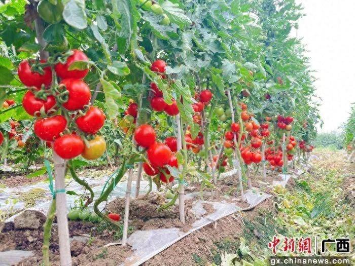 Winter tomato cultivation techniques