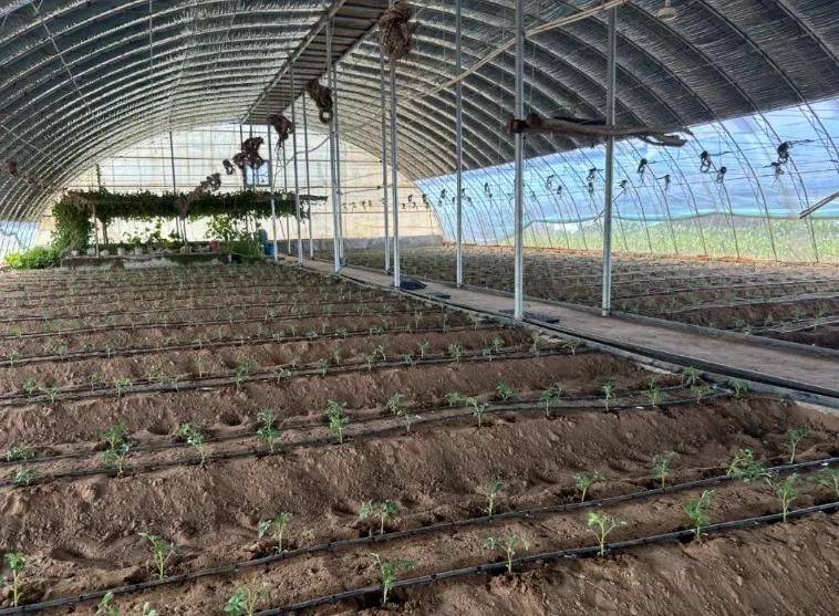 Winter tomato cultivation techniques