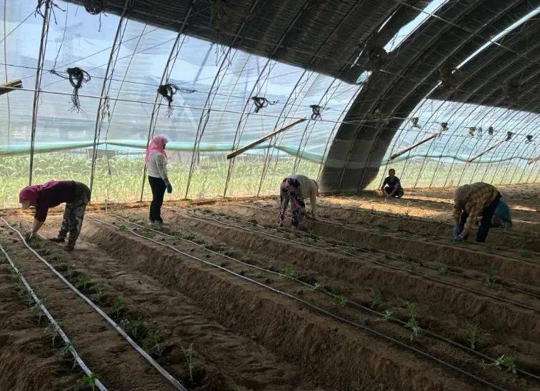 Winter tomato cultivation techniques