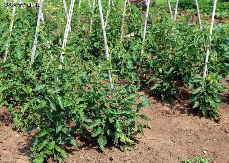 Winter tomato cultivation techniques