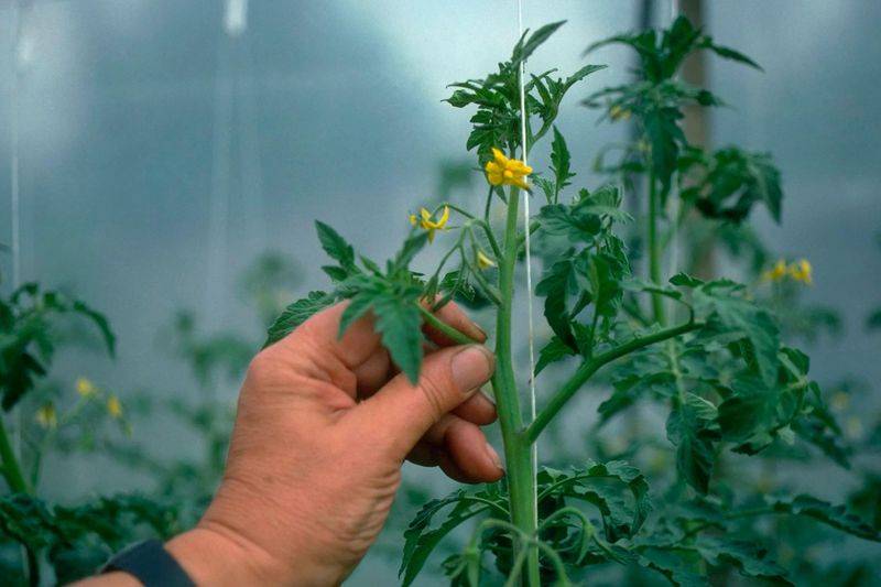 Winter tomato cultivation techniques