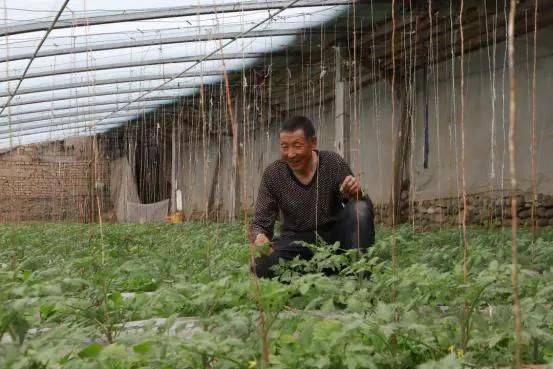 Winter tomato cultivation techniques