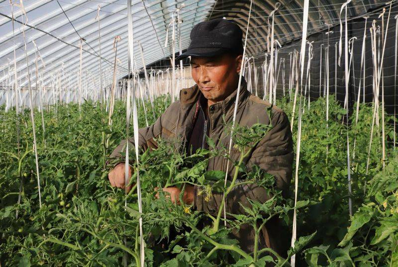 Winter tomato cultivation techniques