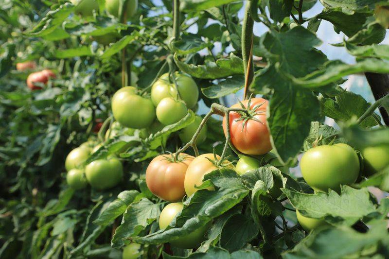 Winter tomato cultivation techniques