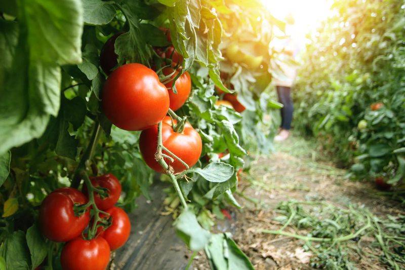 Winter tomato cultivation techniques