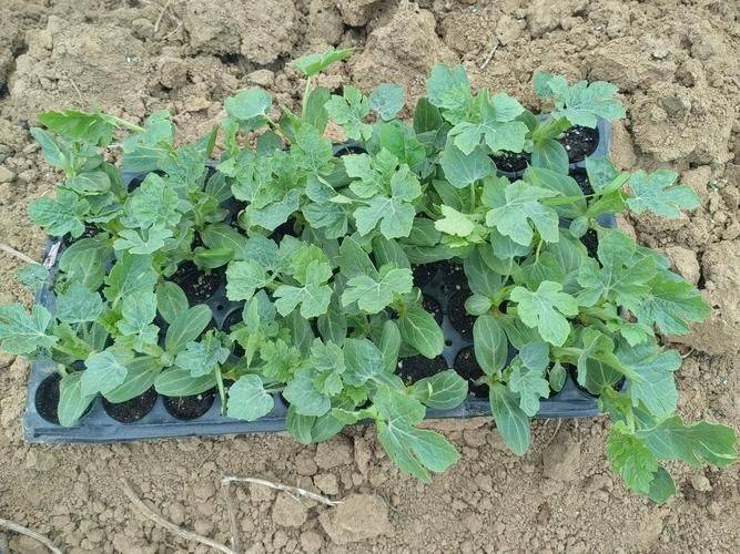 Greenhouse watermelon cultivation techniques