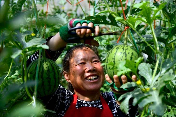 Greenhouse watermelon cultivation techniques