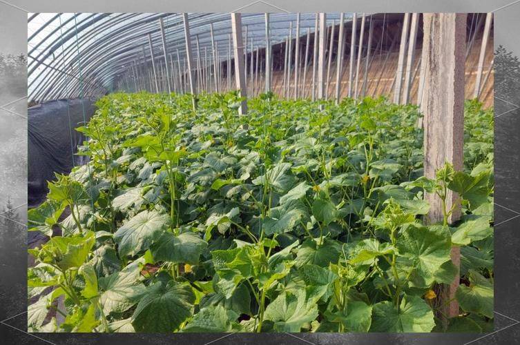 Autumn cucumber plantation technology