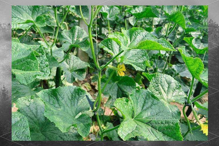 Autumn cucumber plantation technology