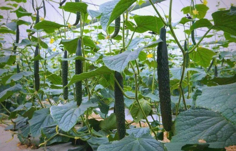 Autumn cucumber plantation technology